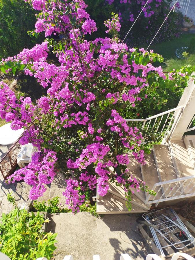 Honey Bee Cavtat Apartment Luaran gambar