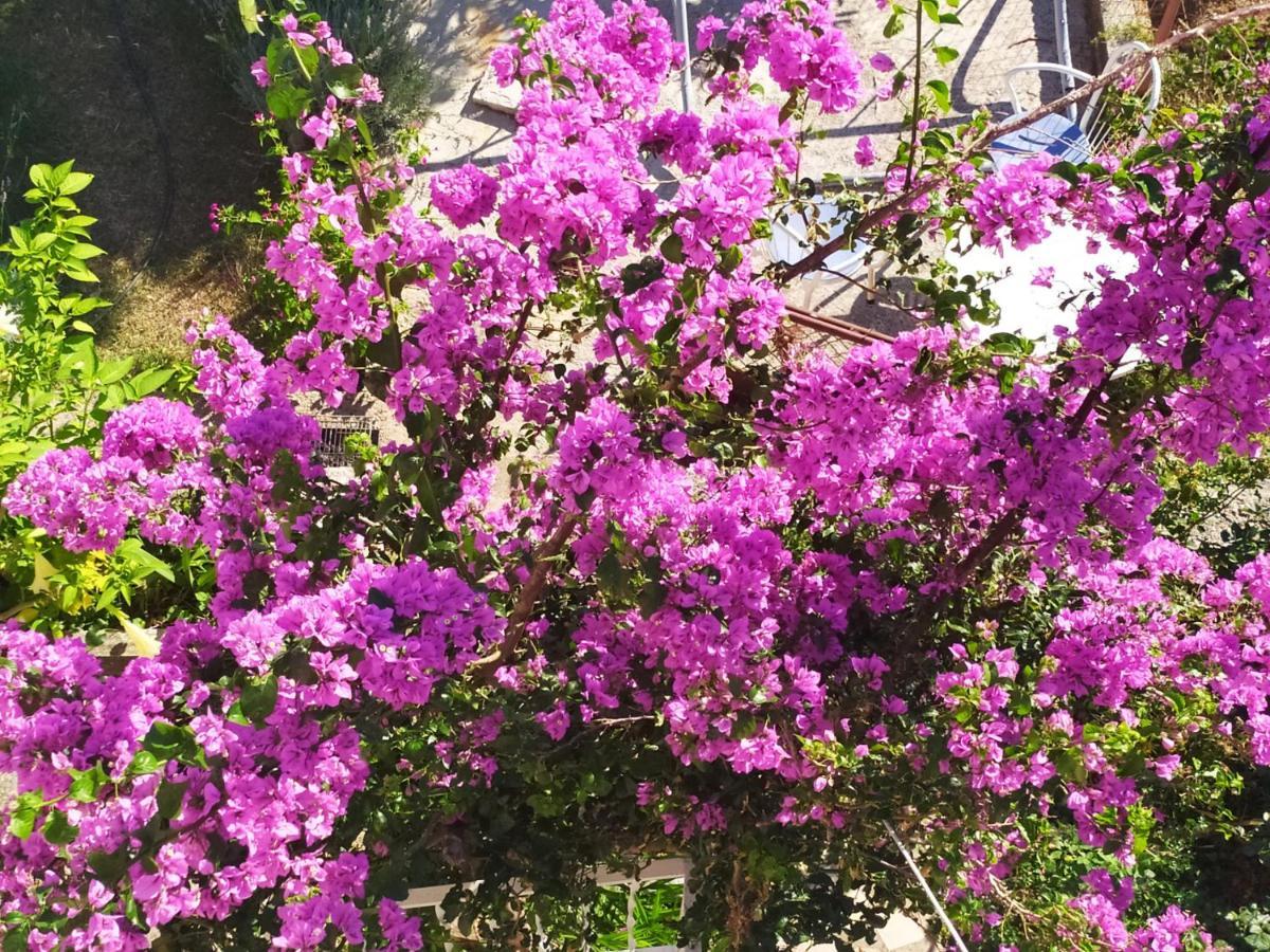 Honey Bee Cavtat Apartment Luaran gambar